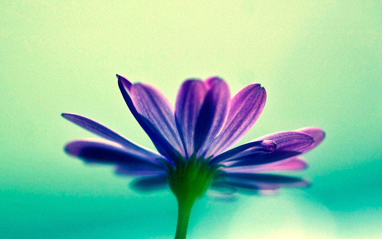 ֽܾ