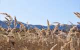 «έط羰ֽ