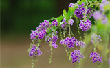 ˼ֽ