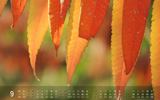 20119ֽ ˰2011ȫֽ