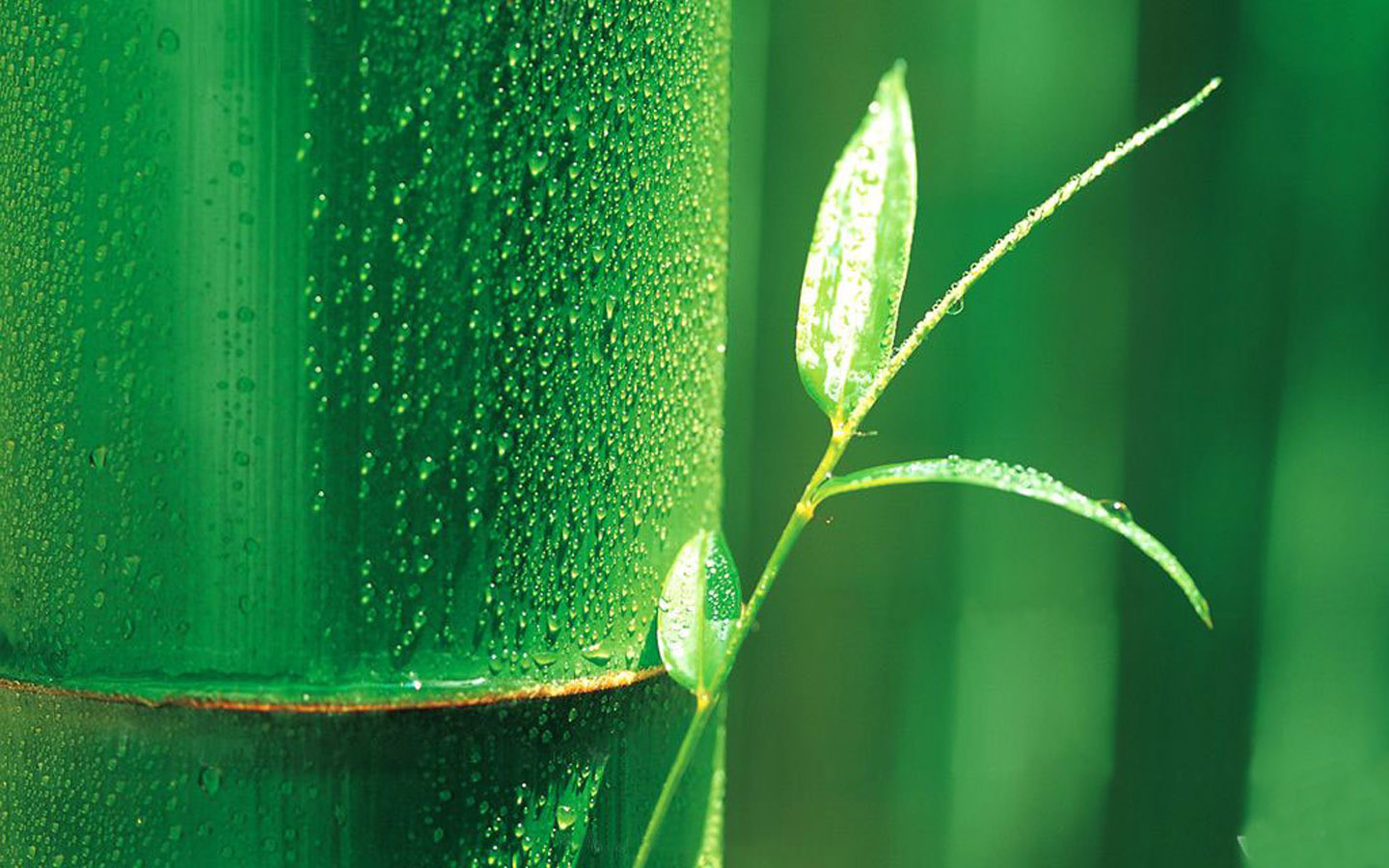 【1440x900】绿色竹子桌面背景图片 - 彼岸手机壁纸