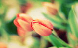 ǽֽͼƬ