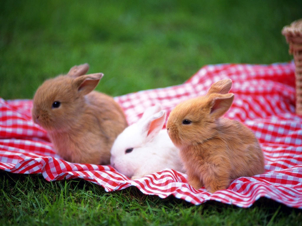 三只小兔桌面壁纸