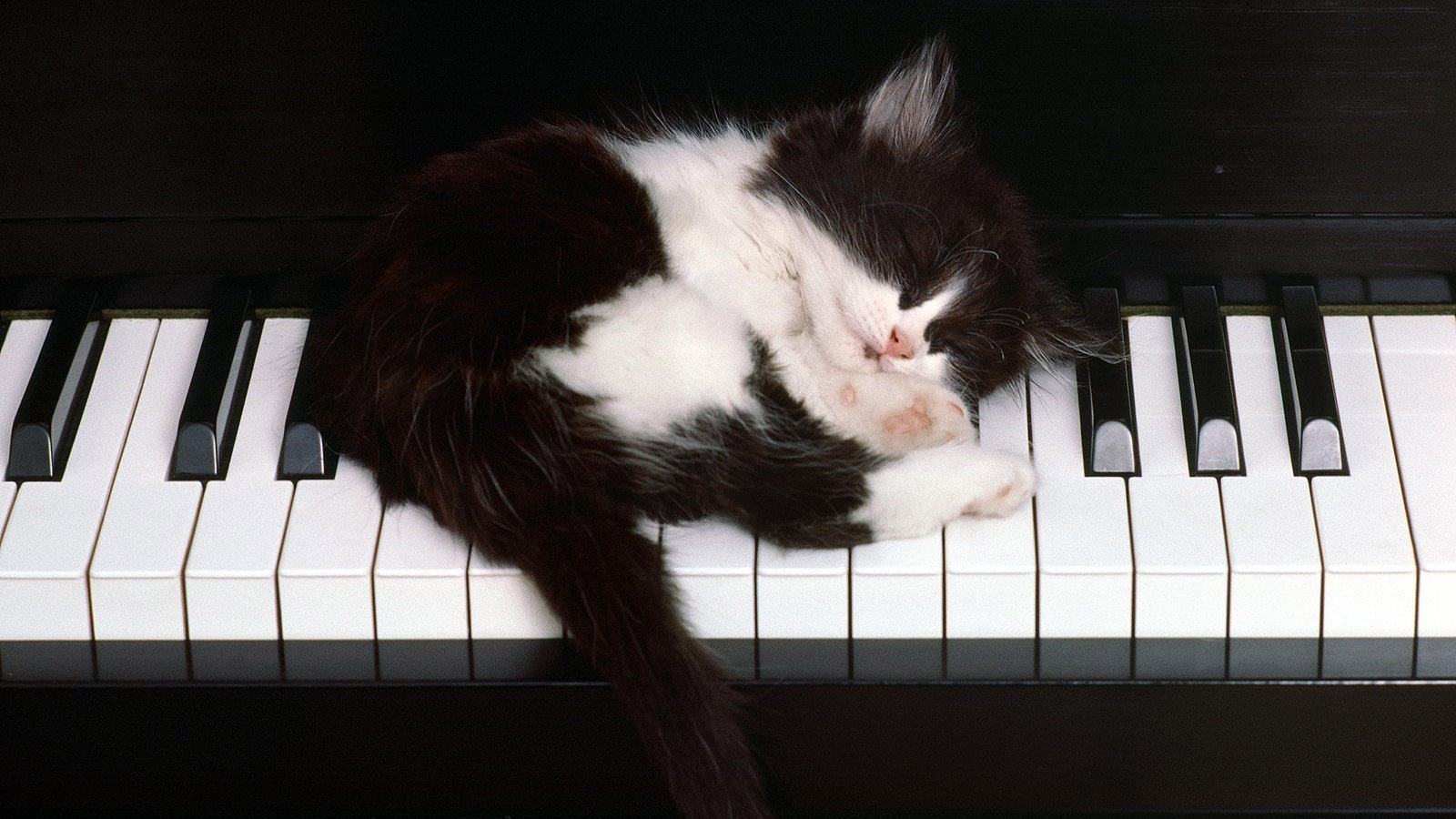 猫与钢琴桌面壁纸