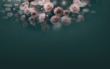 Զɽֽ֮
