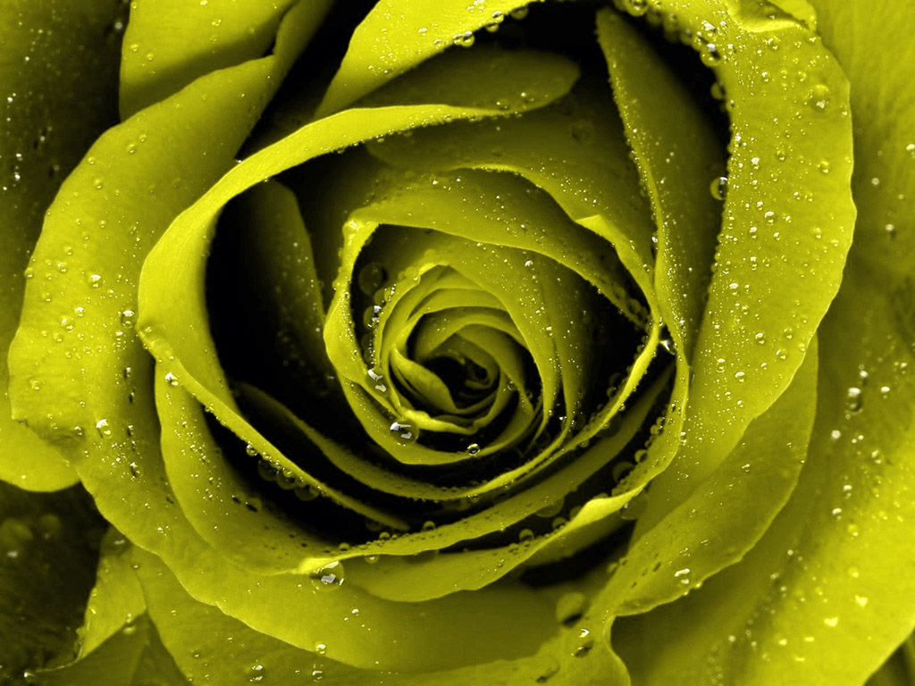 玫瑰 绿色 花卉 - Pixabay上的免费照片 - Pixabay