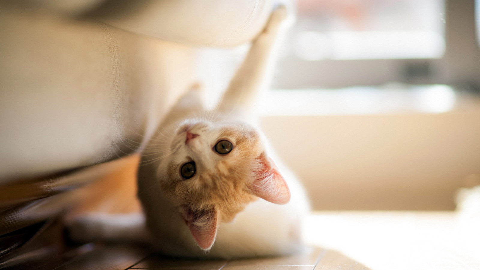 新养了一只小猫，但是一到家刚从背包里放出来就钻沙发底下了怎么办？ - 知乎