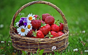 Ӳݮֽܲ