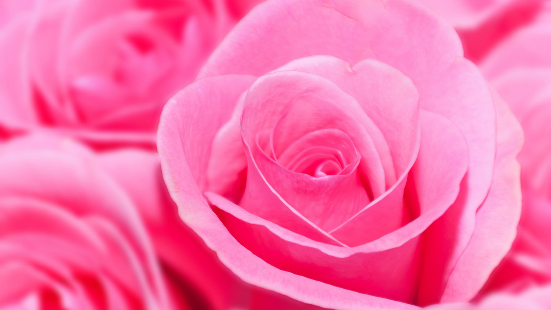 鲜花 玫瑰 粉红色花束壁纸 花卉壁纸 壁纸下载 彼岸桌面