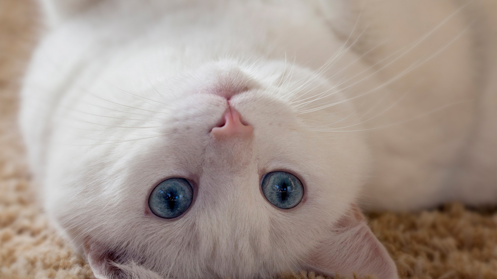 白猫 蓝眼睛 耳朵 胡须 可爱动物壁纸 动物壁纸 壁纸下载 彼岸桌面