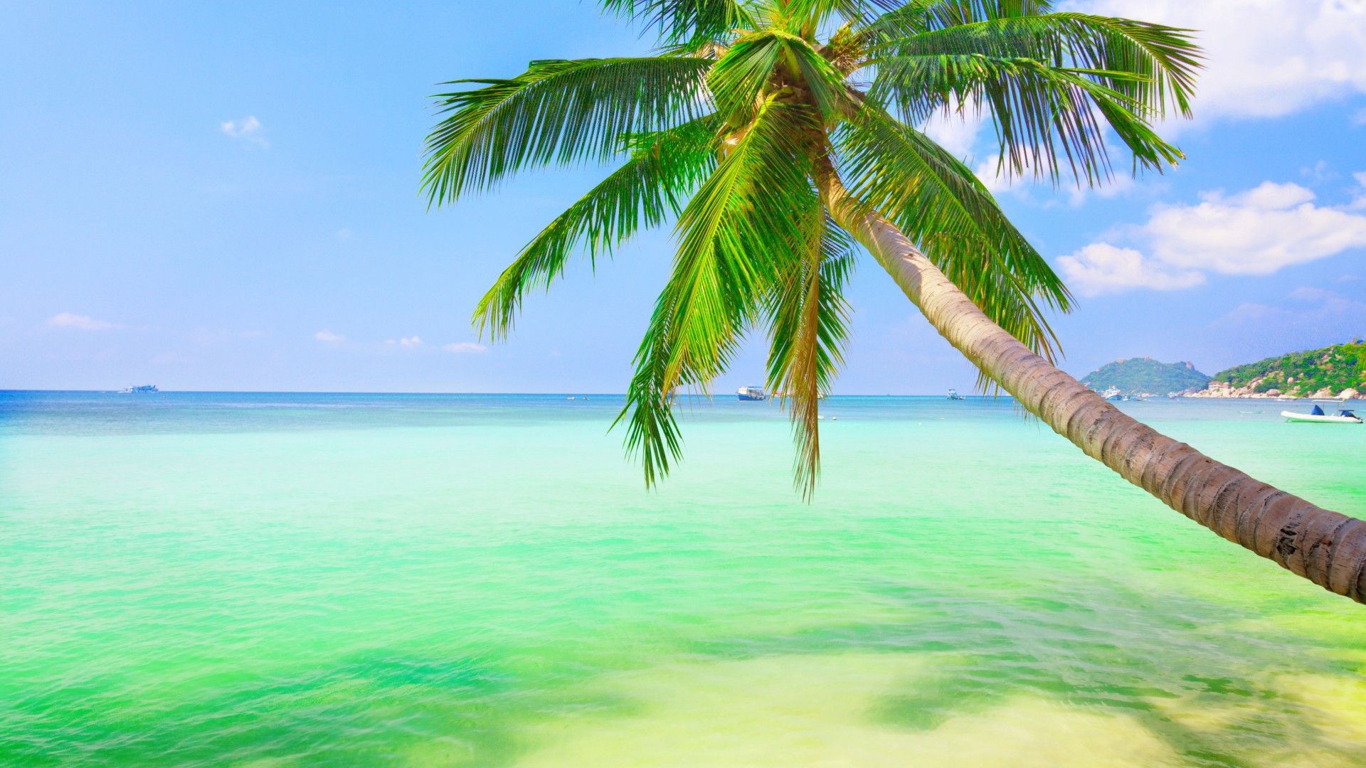 清新的大海,椰子树,天空,自然风景桌面壁纸