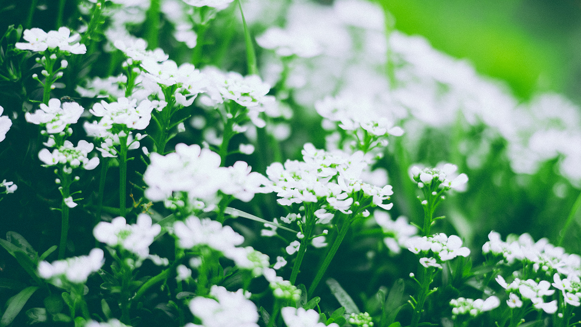 白色花朵 花海 绿色护眼 唯美清新植物壁纸 花卉壁纸 壁纸下载 彼岸桌面