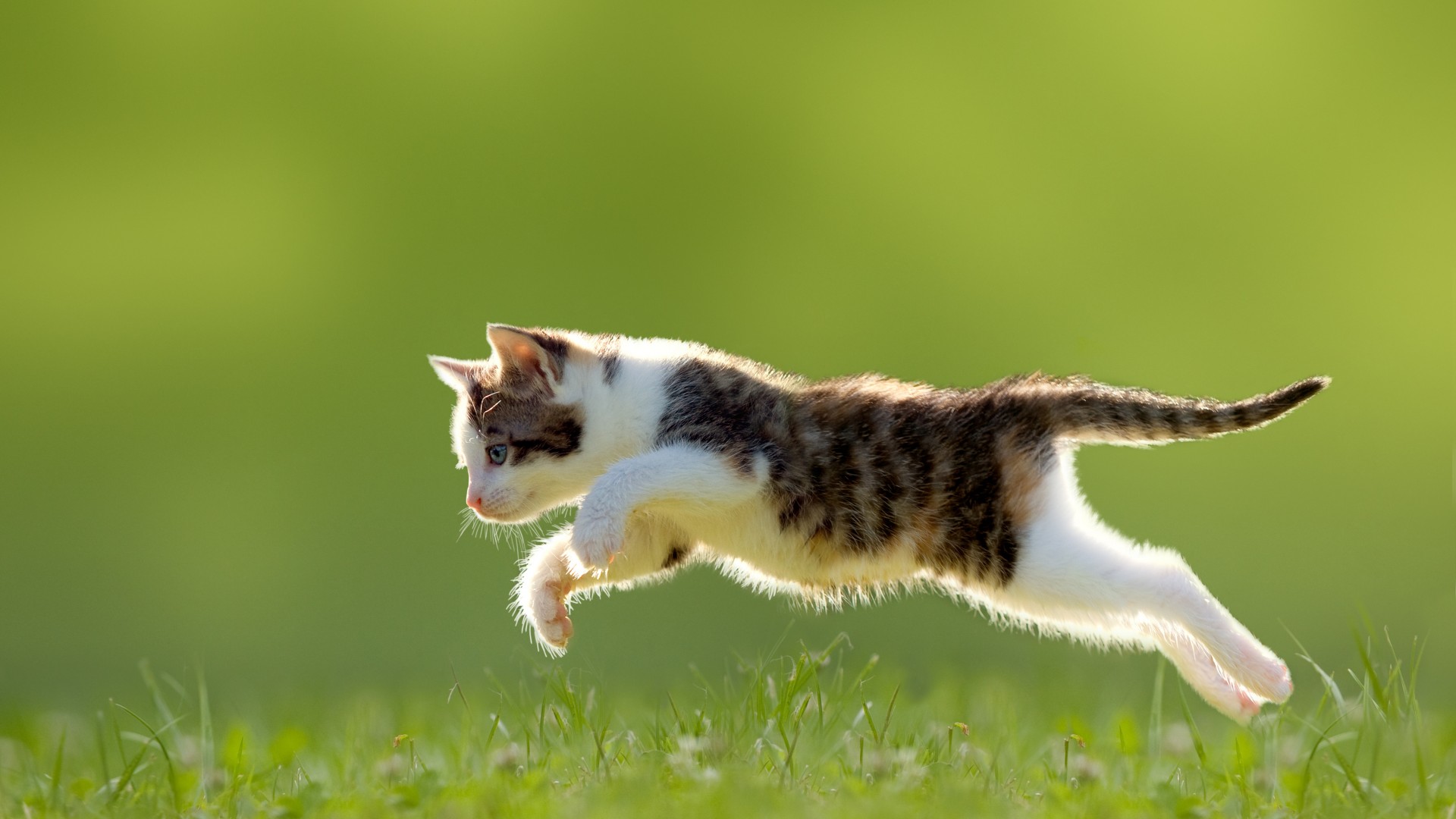 小花猫 草丛 跳跃 可爱动物壁纸 动物壁纸 壁纸下载 彼岸桌面