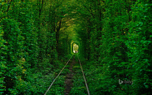 乌克兰爱的隧道,森林,护眼,绿色,美丽的自然风景桌面壁纸