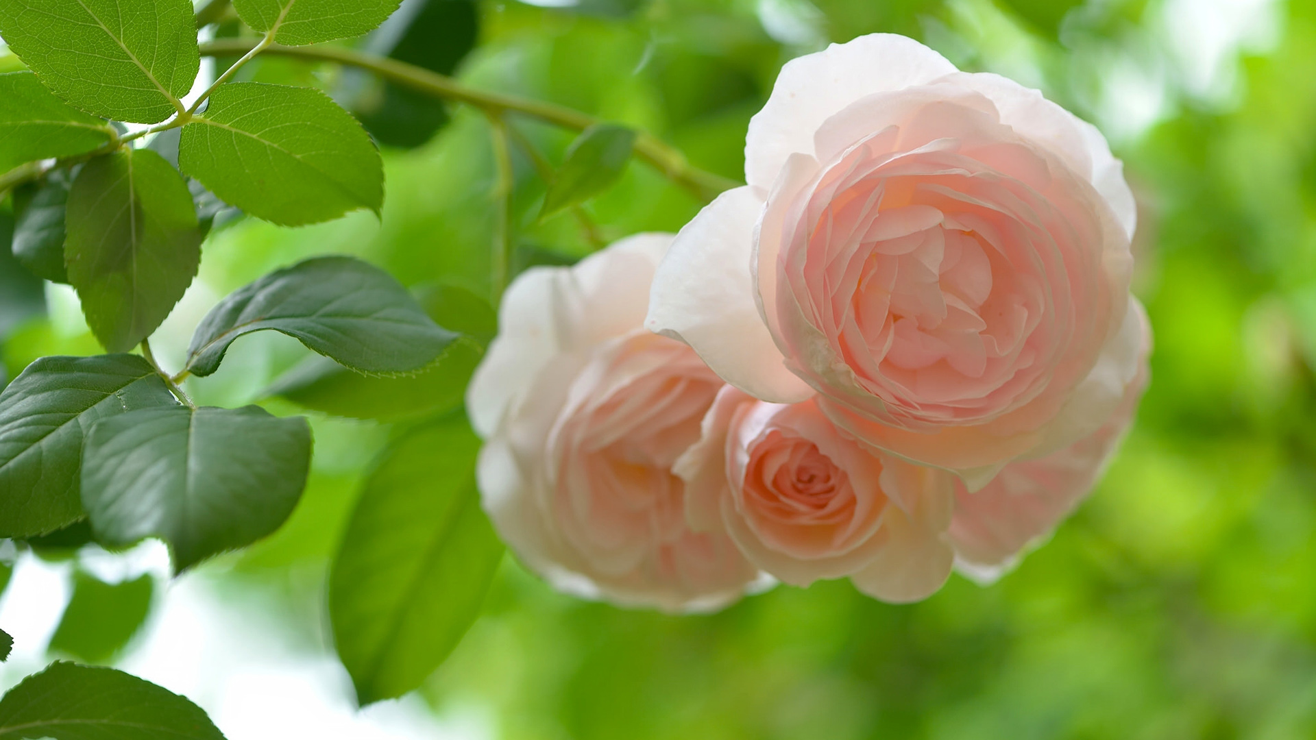 粉色玫瑰,叶子,护眼,鲜花,美丽的玫瑰花桌面壁纸