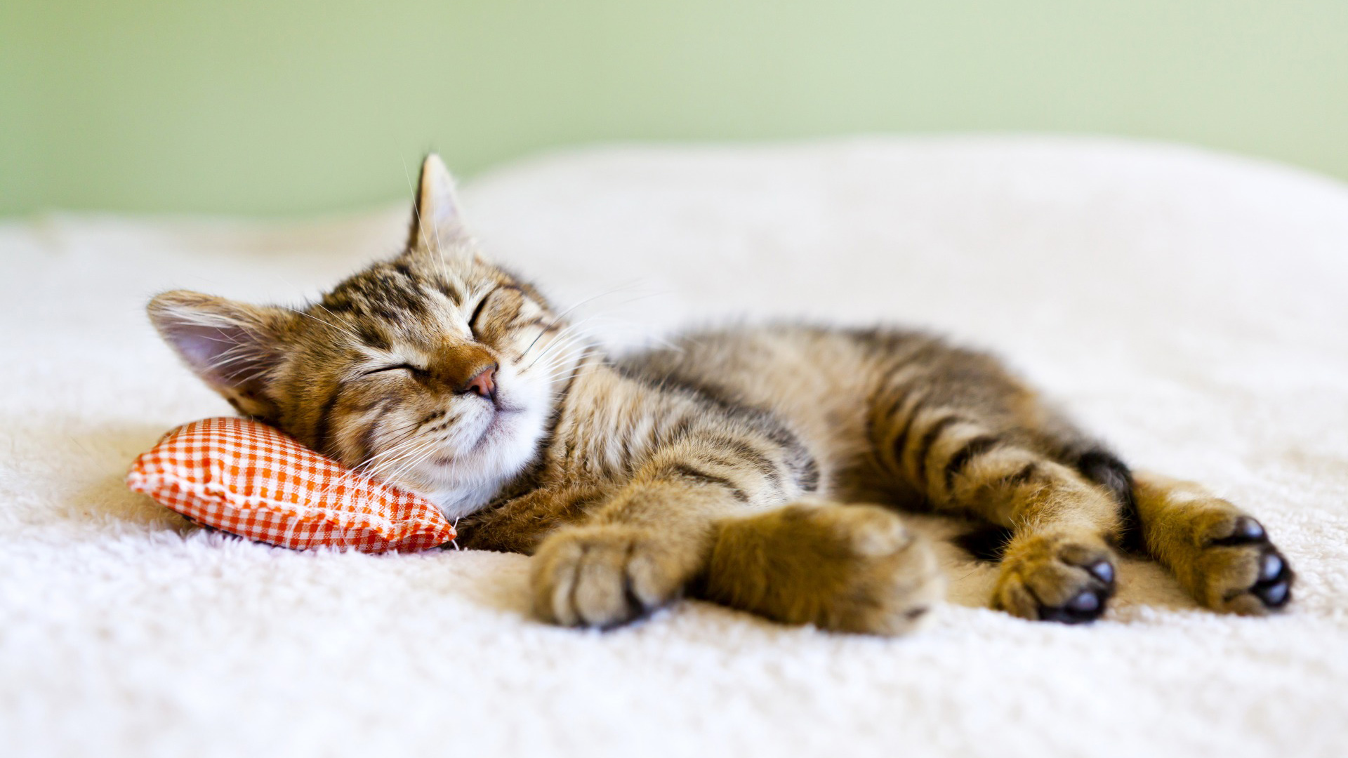 动物温馨小猫睡觉背景图片下载 - 觅知网
