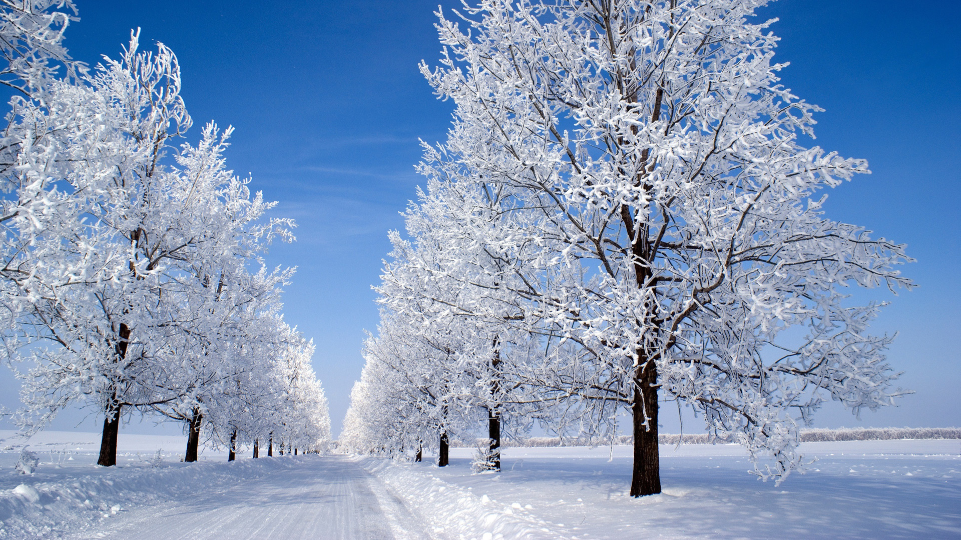 冬天树林雪景图片素材-编号26391114-图行天下