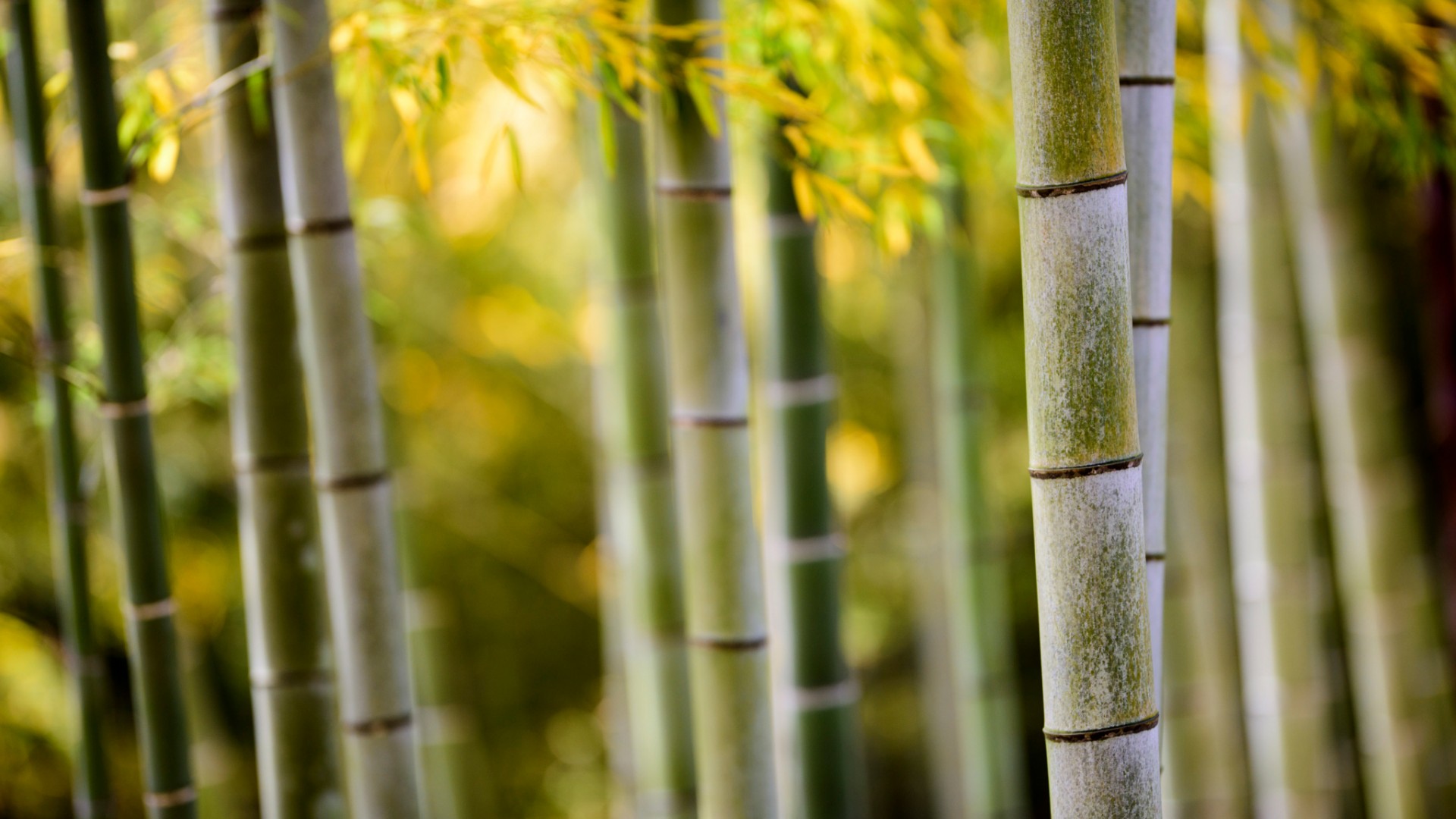 自然 竹子 竹干 竹叶 竹林风景桌面壁纸 彼岸壁纸手机版
