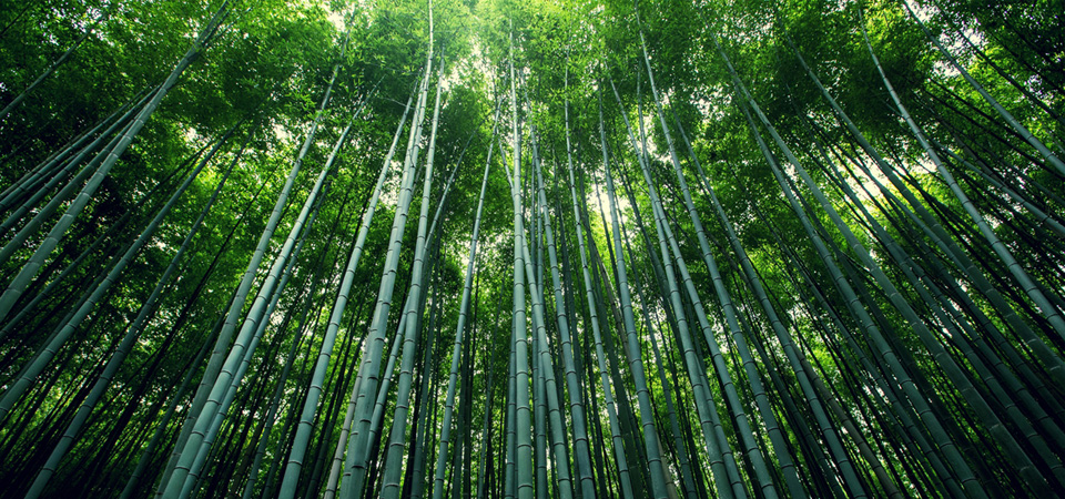 的竹林,竹海,竹子,竹叶,护眼自然风景桌面壁纸,把高清的壁纸推荐给您