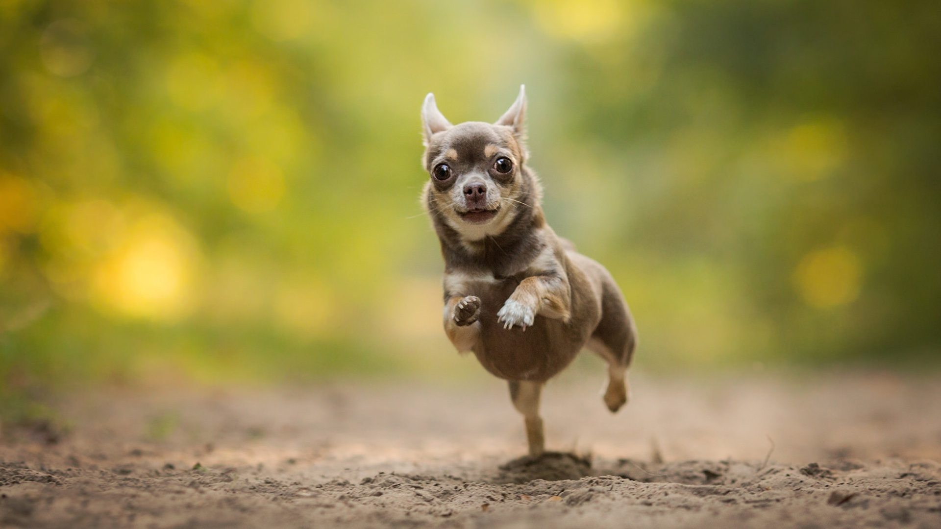 小狗 奔跑 可爱的眼神 可爱动物壁纸 动物壁纸 壁纸下载 彼岸桌面