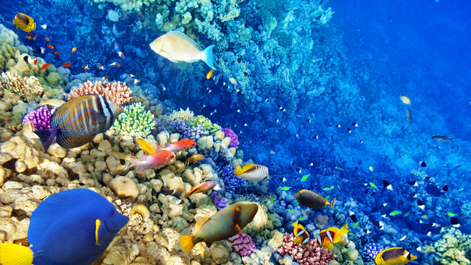 水下世界 珊瑚 珊瑚礁 热带鱼 海洋 桌面壁纸 动物壁纸 壁纸下载 彼岸桌面