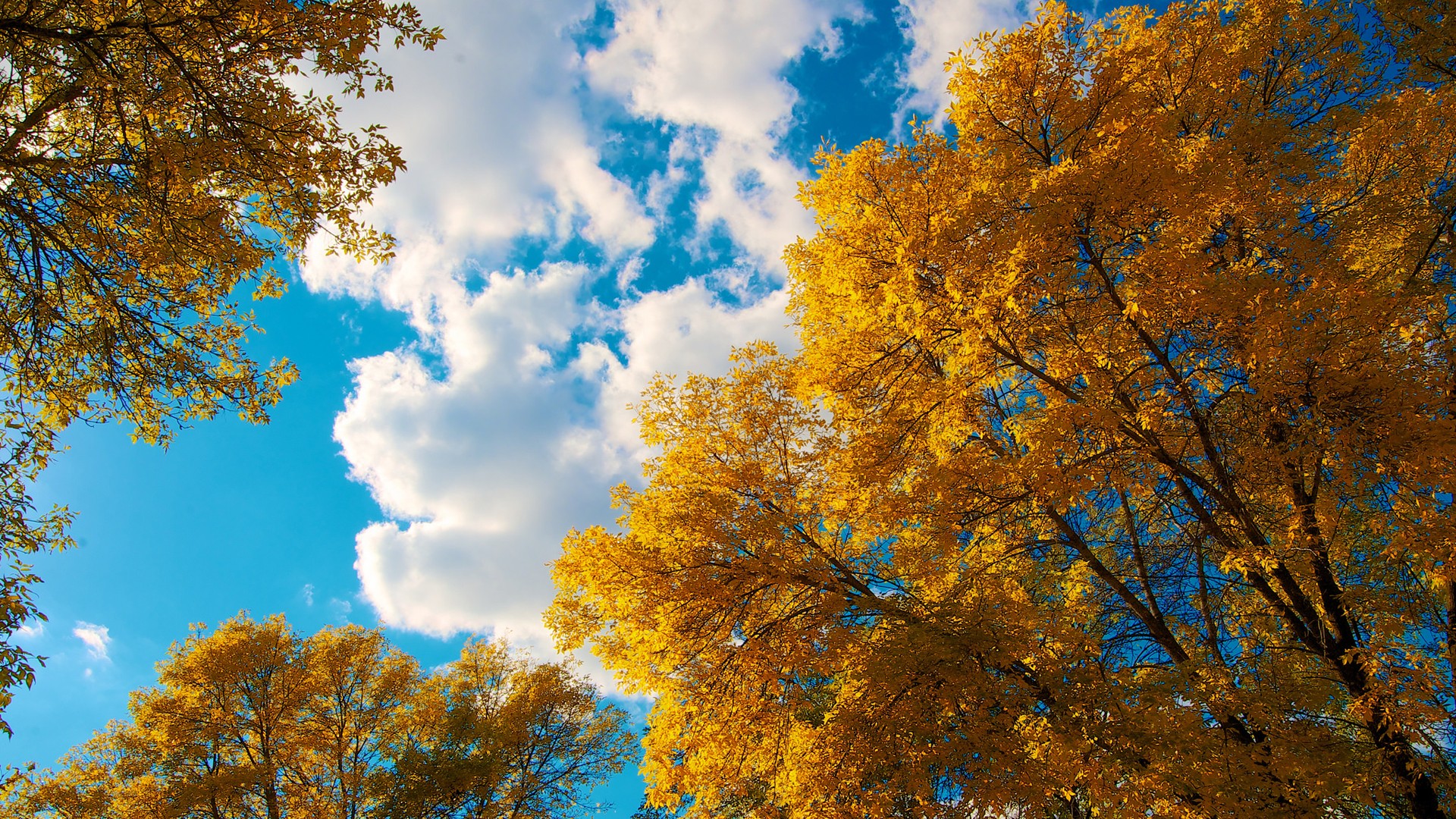 秋天的天空,云,树,树叶,自然风景壁纸