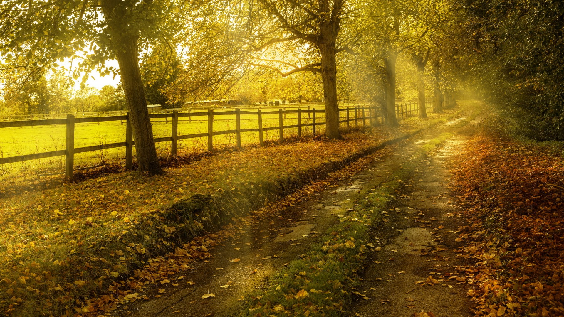 秋 道路 自然图片 阳光森林 树叶 秋天风景壁纸 风景壁纸 壁纸下载 彼岸桌面