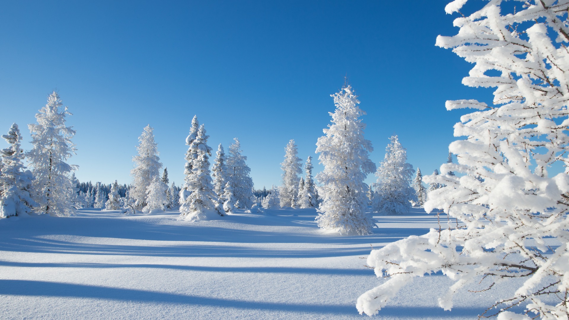 冬天风景树雪景图天空冬天雪景桌面壁纸 风景壁纸 壁纸下载 彼岸桌面