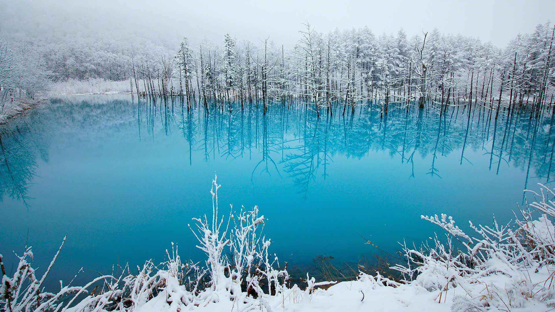 蓝色湖水 雪景 树林 北海道 冬天风景桌面壁纸 风景壁纸 壁纸下载 彼岸桌面