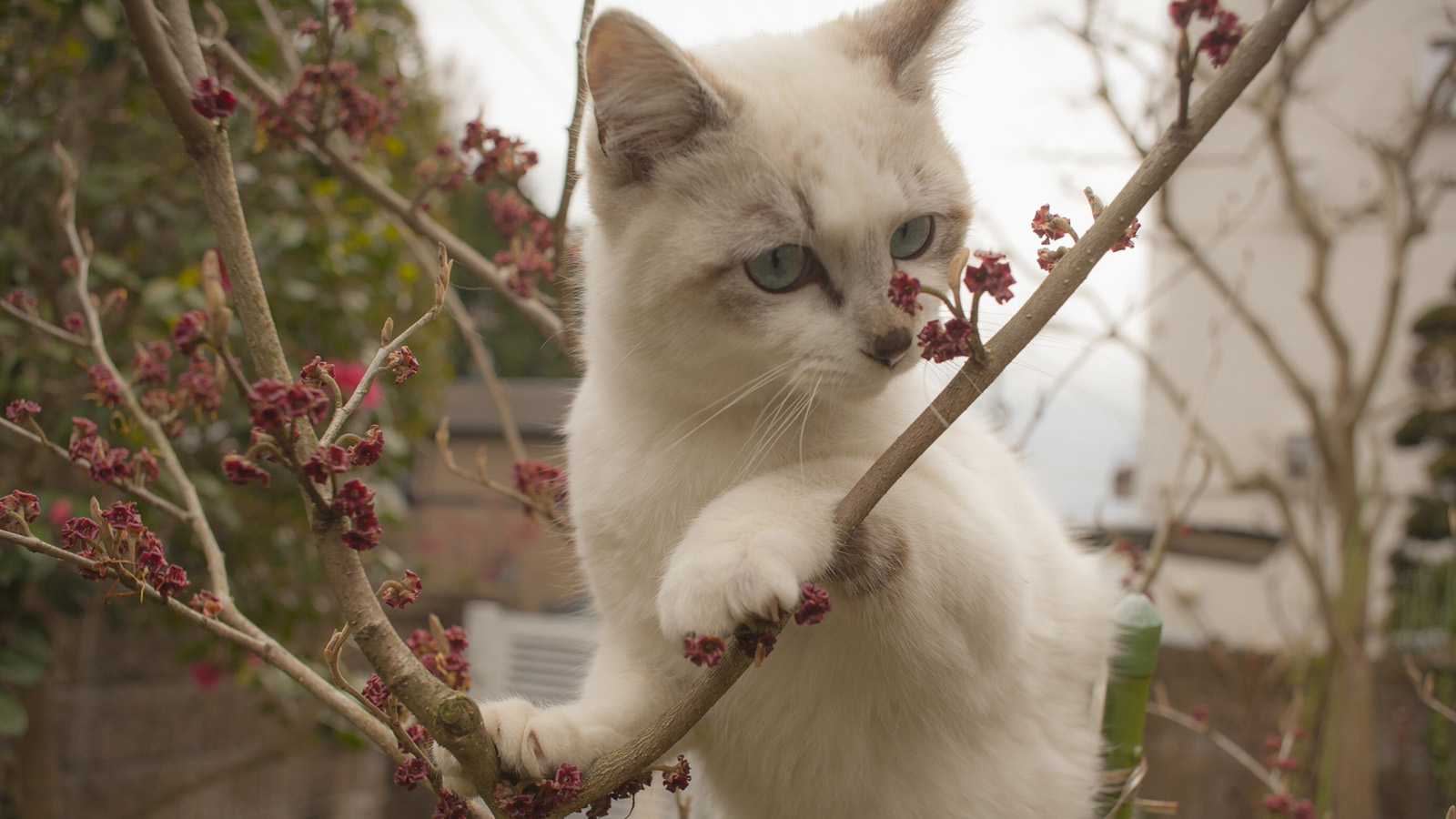 樱花树上的猫|Photography|Pet Photography|Lucky临江小仙女_Original作品-站酷ZCOOL