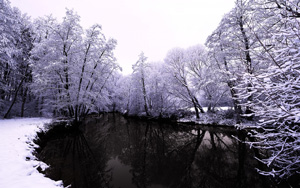 ,Ȼ,ɭ,,ѩ,ľ,ӳ,,ֽ
