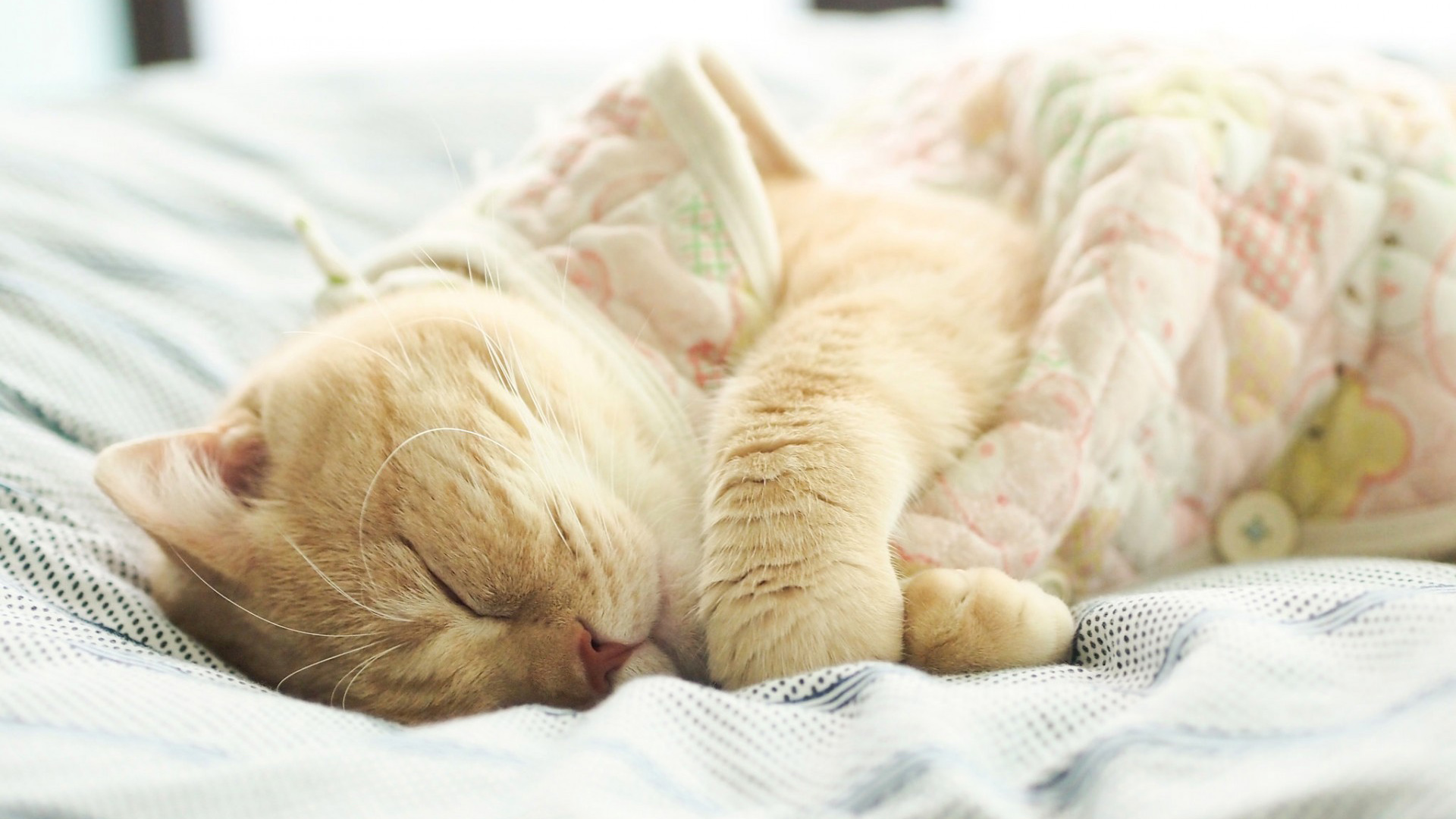 一只睡觉猫摄影图高清摄影大图-千库网