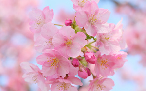 ӣֽ дƬ