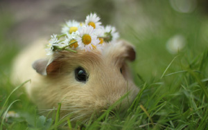 С󣬲ݣգɰֽ