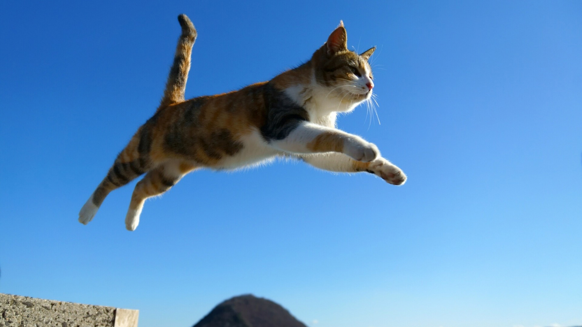 毛茸茸的小猫跳跃 750x1334 iPhone 8/7/6/6S 壁纸，图片，背景，照片