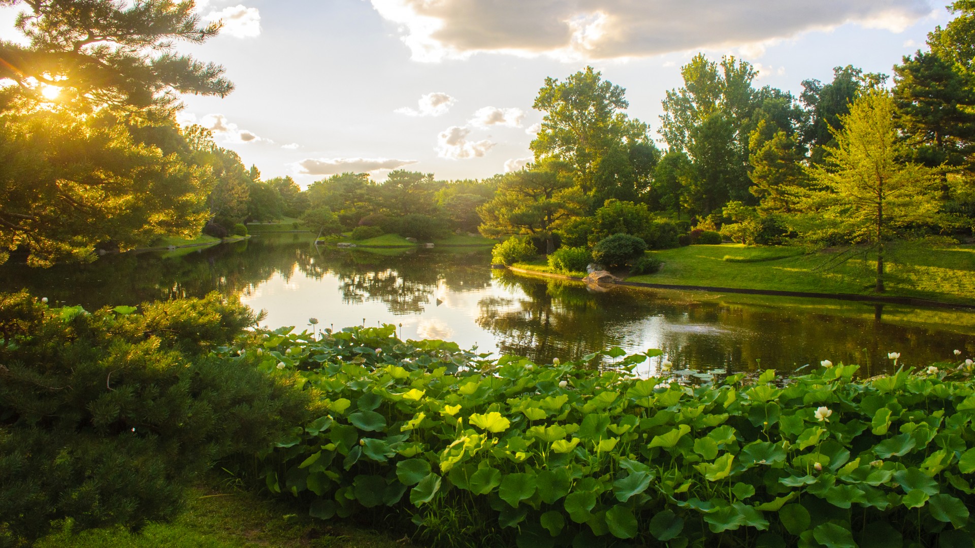 美国 密苏里植物园 公园 池塘 绿色自然风景壁纸 风景壁纸 壁纸下载 彼岸桌面