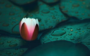 ˯ֽ