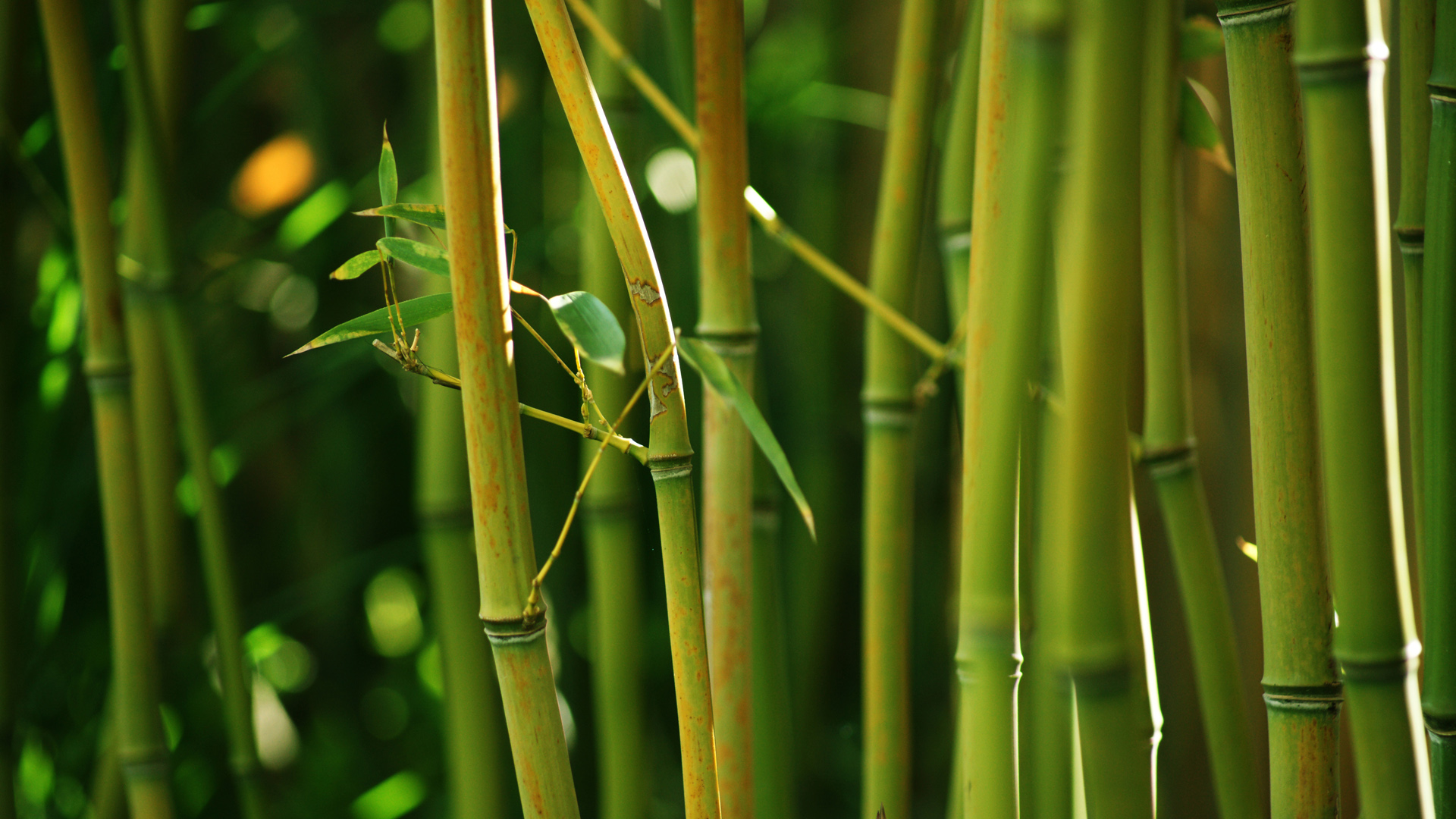 自然 竹子 竹茎 绿色竹叶 高清竹林风景桌面壁纸 彼岸壁纸手机版