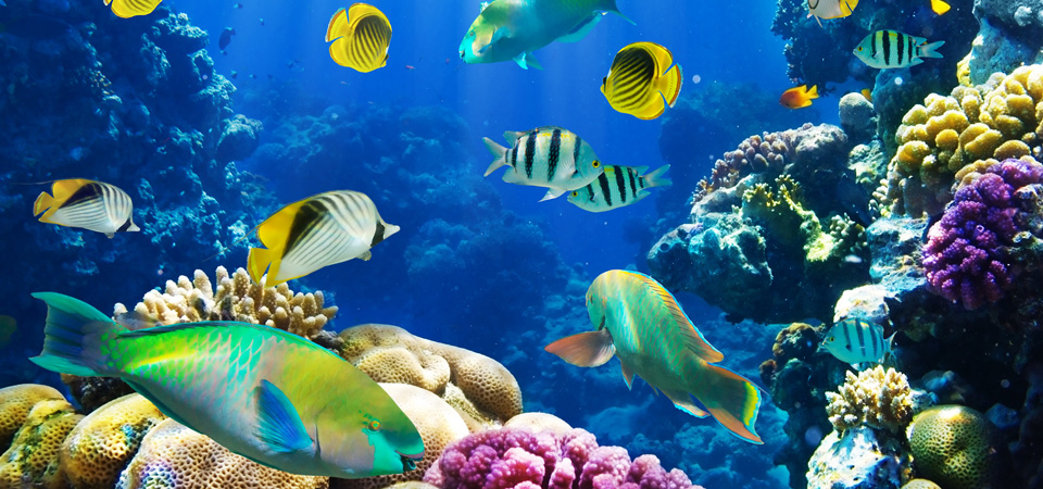 海底生物世界