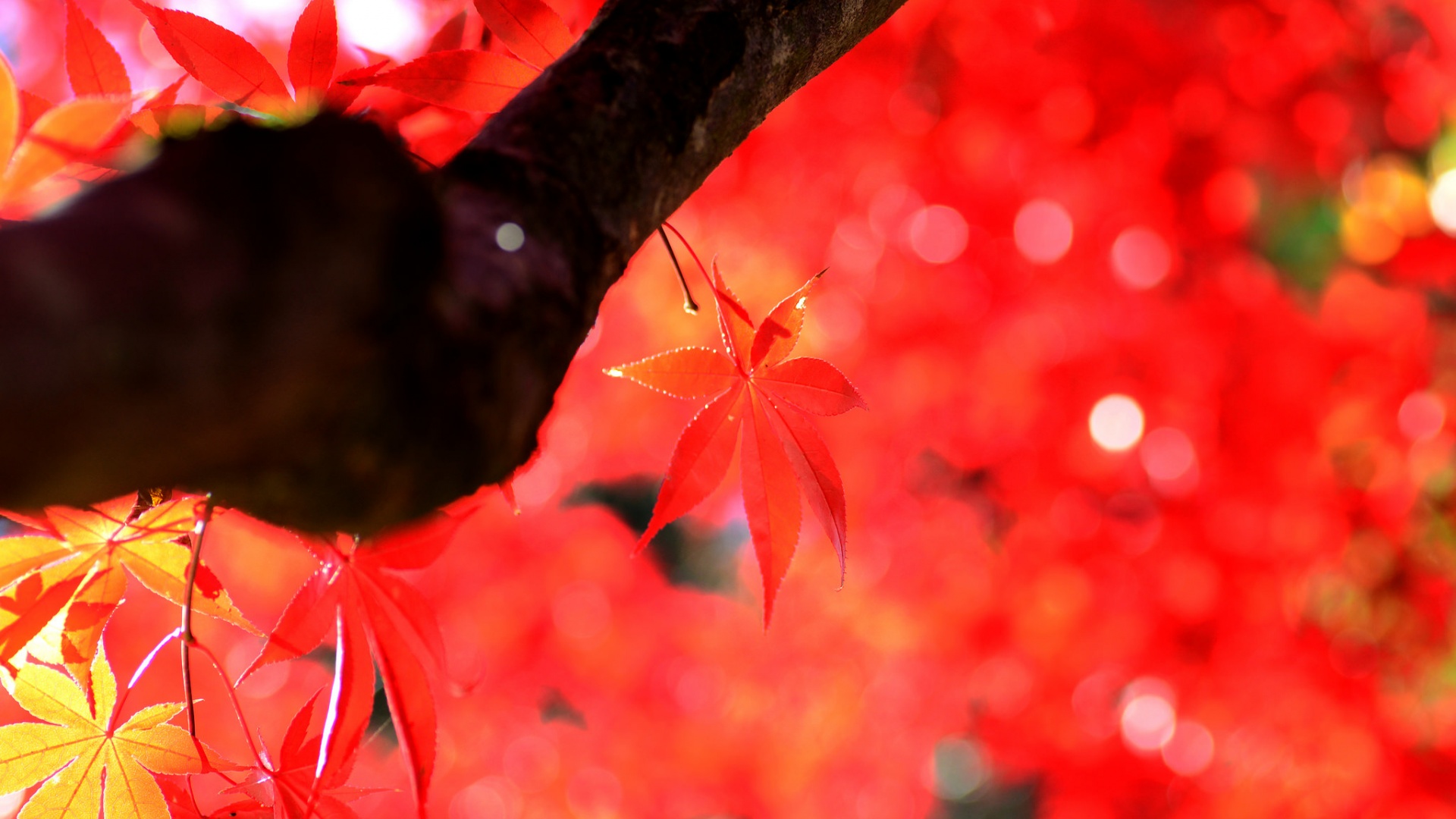 秋天枫树红色枫树叶桌面壁纸 风景壁纸 壁纸下载 彼岸桌面
