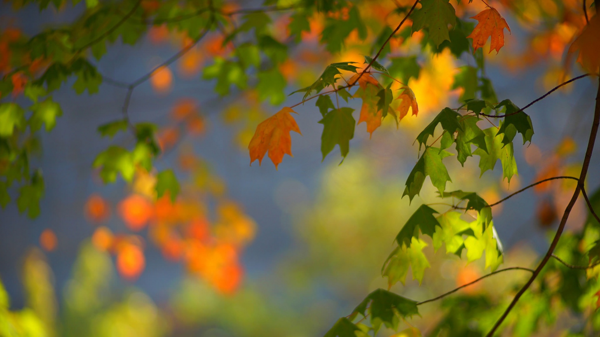 秋天枫树叶子风景桌面壁纸 风景壁纸 壁纸下载 彼岸桌面