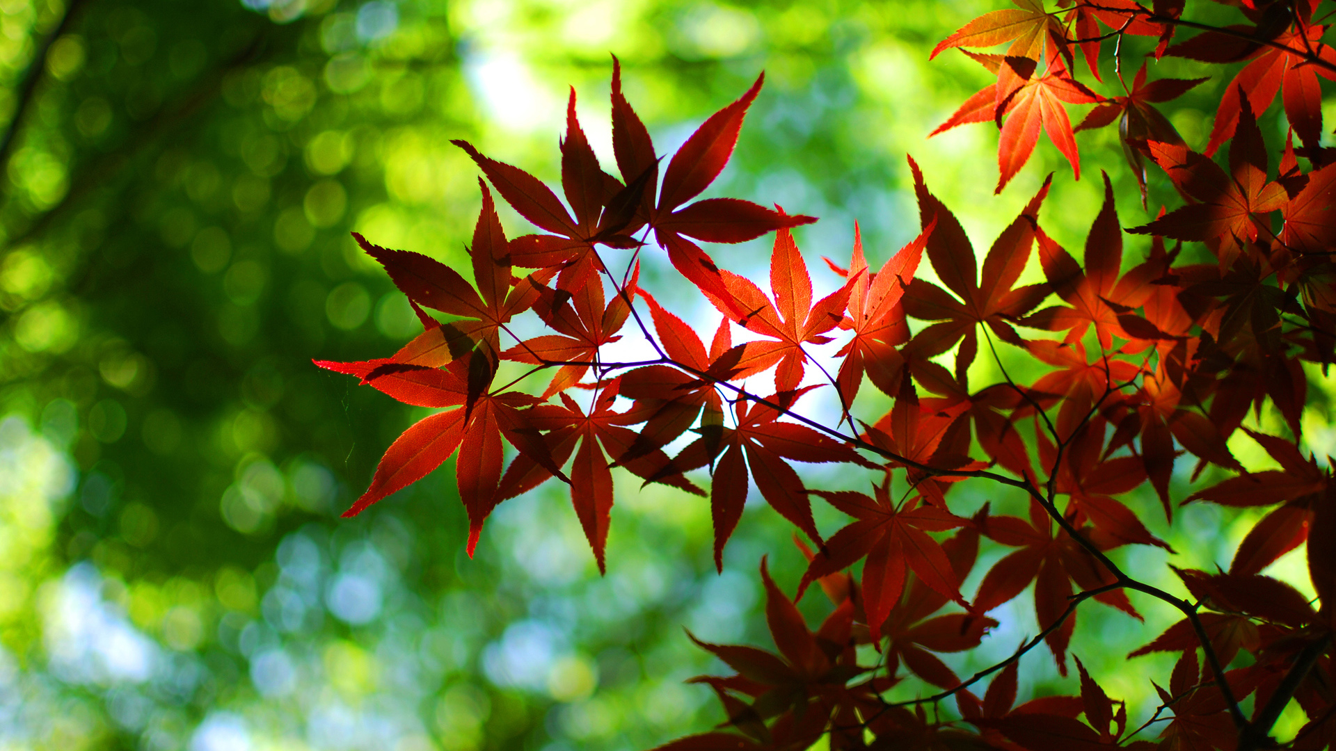 秋天枫树红叶电脑壁纸 风景壁纸 壁纸下载 彼岸桌面