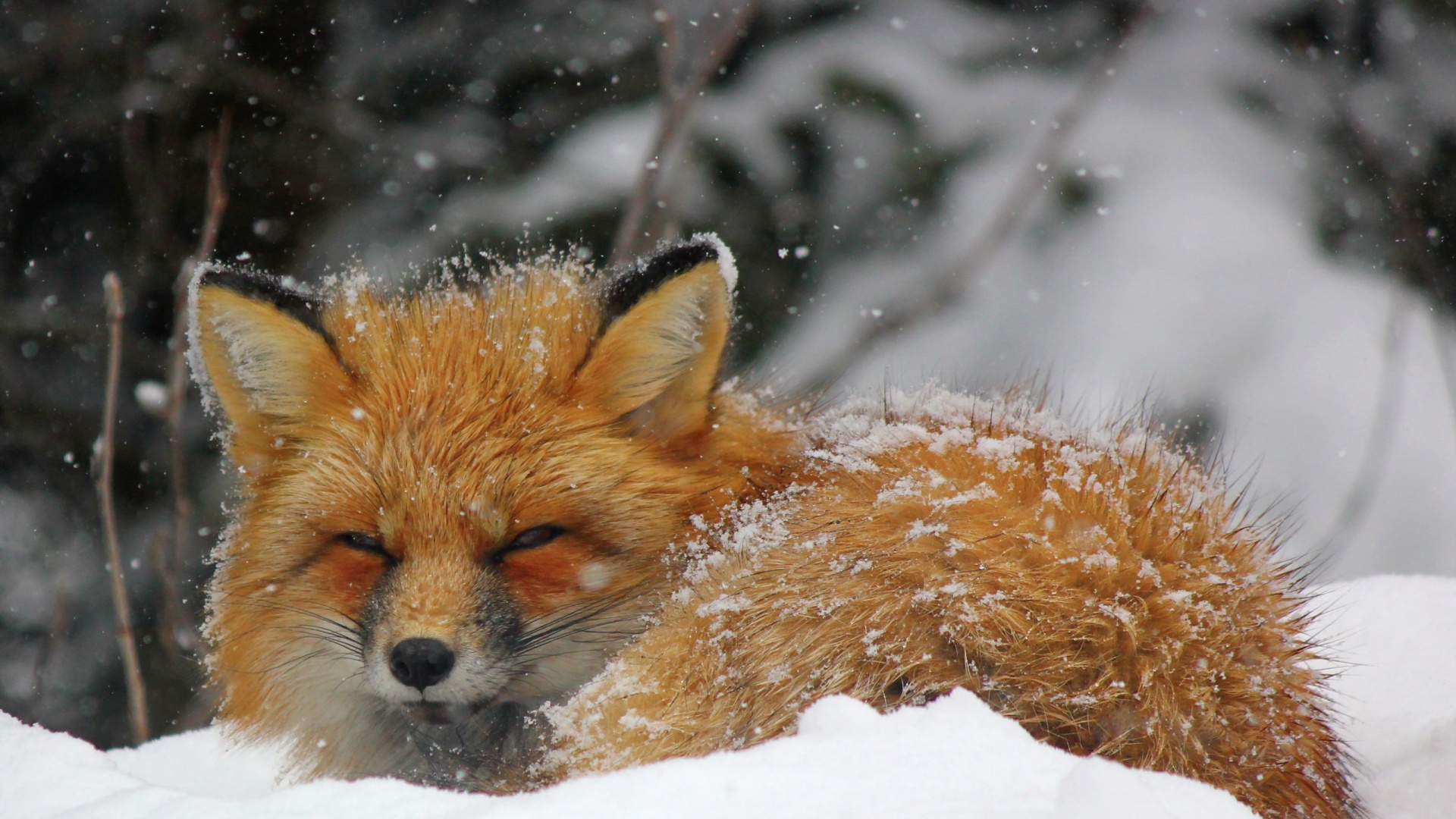 冬天,雪地,雪狐狸桌面壁纸