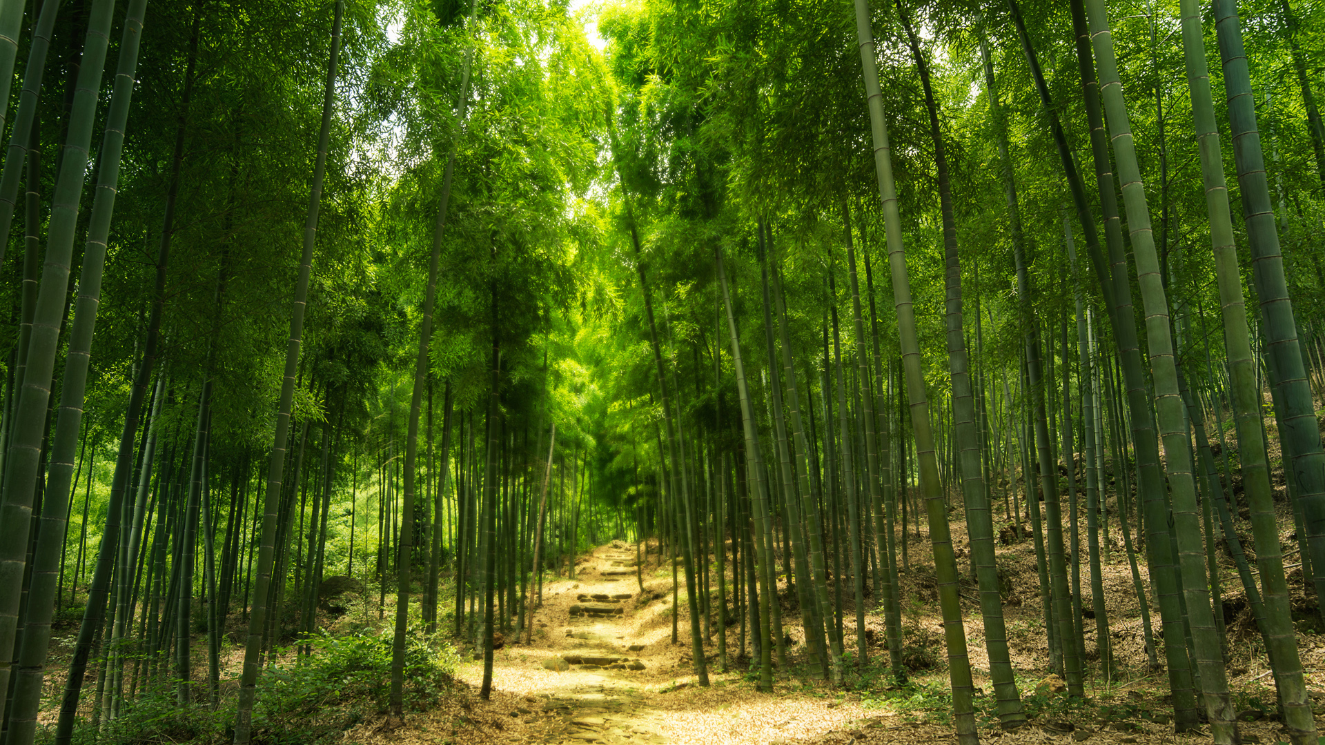 绿色竹林山路风景桌面壁纸