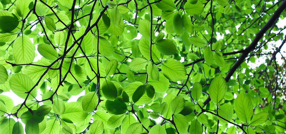 ��ɫ��Ҷ����2K�����ֽ 