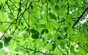 ��ɫ��Ҷ����2K�����ֽ 