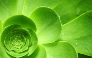 ������ɫֲ��2k�����ֽ