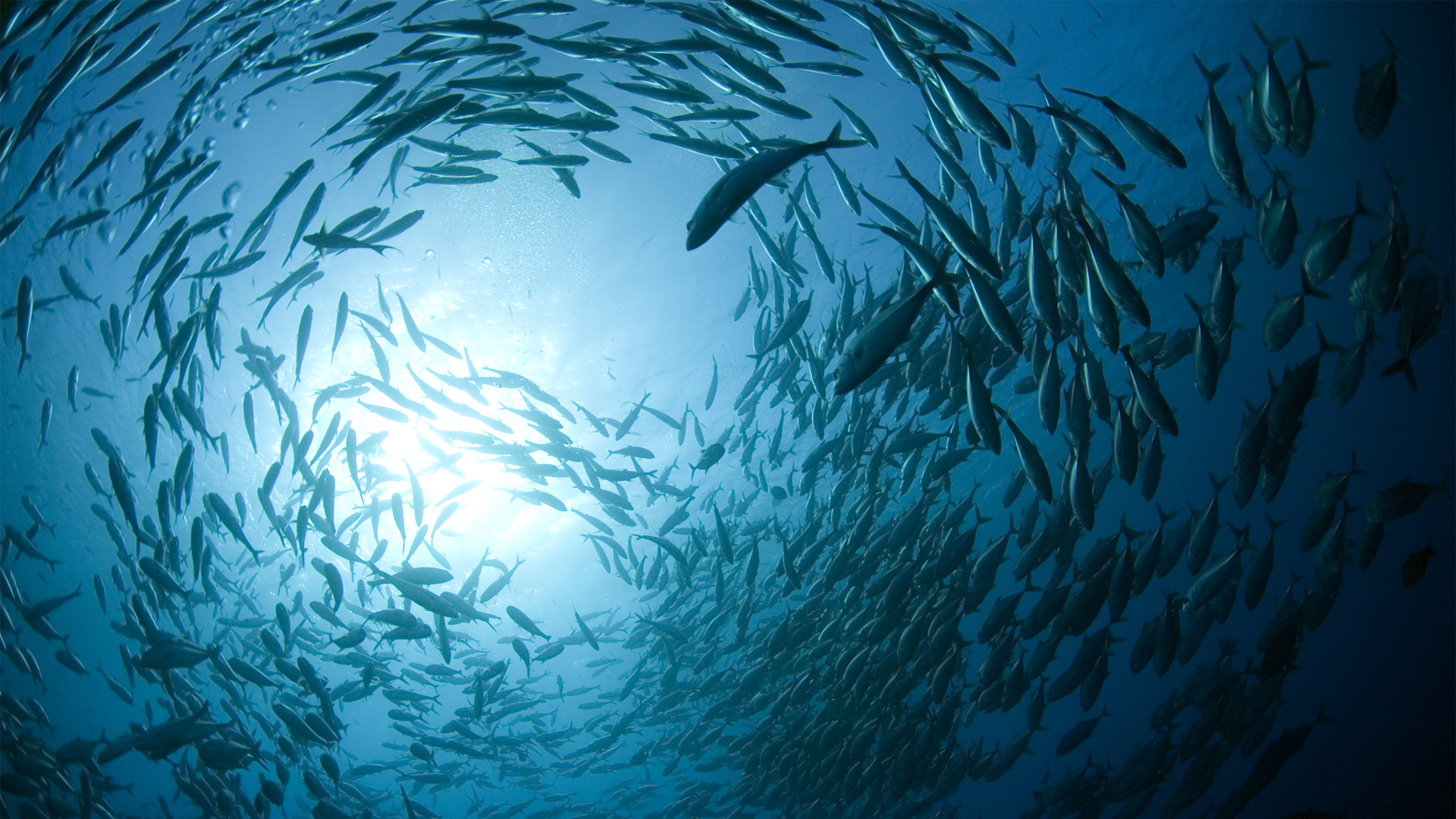 鱼群在海洋中游弋壁纸 动物壁纸 壁纸下载 彼岸桌面