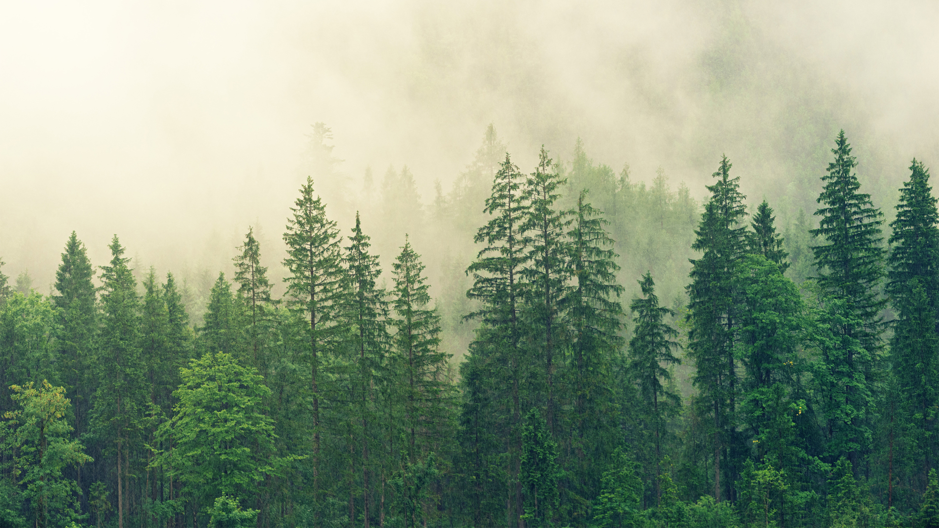 绿色树林雾自然风景壁纸