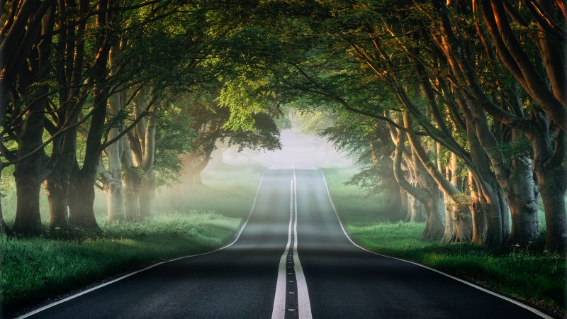 榕树路 薄雾 绿色森林自然风景公路壁纸